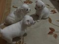 Bıcır Bıcır Sağlıklı Maltese Terrier Yavruları