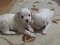 Bıcır Bıcır Sağlıklı Maltese Terrier Yavruları