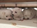 Bıcır Bıcır Sağlıklı Maltese Terrier Yavruları