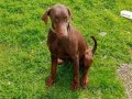 Bahçeli Evlere Uyumlu Eğitilmiş Kahve Doberman