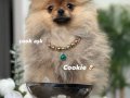 Evin neşesi kuki erkek 3 aylık pomeranian boo