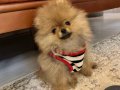 Evin neşesi kuki erkek 3 aylık pomeranian boo