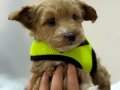 Acil Yuva Arayan 3 Haftalık  Poodle 