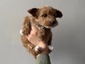 Acil Yuva Arayan 3 Haftalık  Poodle 