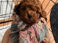3 Aylık Minyatür Safkan Poodle