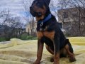 9.5 aylık Rottweiler 