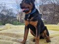9.5 aylık Rottweiler 