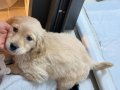 2,5 aylık minik golden yavrusu