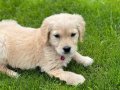 2,5 aylık minik golden yavrusu