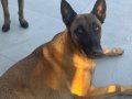 Belçika malinois kral secereli çok güzel akıllı aile dostu 