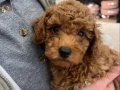 Güney Kore Kan Hattı 7 Haftalık Poodle Bebeği