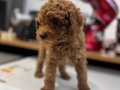 Güney Kore Kan Hattı 7 Haftalık Poodle Bebeği