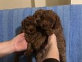 Güney Kore Kan Hattı 7 Haftalık Poodle Bebeği