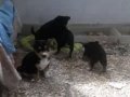 5 adet Pinscher Yavru ( 4 erkek 1 dişi 1 anne ) 