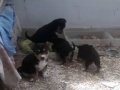 5 adet Pinscher Yavru ( 4 erkek 1 dişi 1 anne ) 