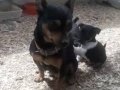 5 adet Pinscher Yavru ( 4 erkek 1 dişi 1 anne ) 