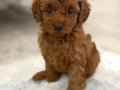 Ankara Acil Sahiplendirme  Poodle 