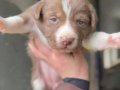BORDER COLLIE BEBEKLER ÜST DÜZEY