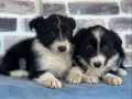 BORDER COLLIE BEBEKLER ÜST DÜZEY