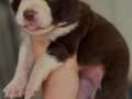 BORDER COLLIE BEBEKLER ÜST DÜZEY