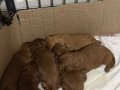 Safkan Toy Poodle Yavrularımız