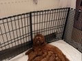 Safkan Toy Poodle Yavrularımız