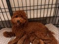Safkan Toy Poodle Yavrularımız