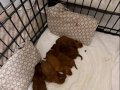 Safkan Toy Poodle Yavrularımız