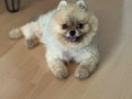 Küçük Boy Dev Sevgi Pomeranian