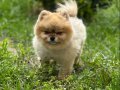 Küçük Boy Dev Sevgi Pomeranian
