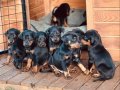 Simsiyah parlak kürk Doberman Yavrular