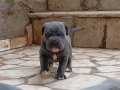 A KALİTE BLUE CANE CORSO 