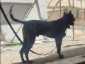 A KALİTE BLUE CANE CORSO 