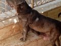 A KALİTE BLUE CANE CORSO 