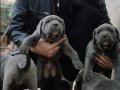 A KALİTE BLUE CANE CORSO 