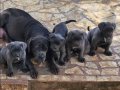 A KALİTE BLUE CANE CORSO 