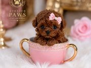 Eve geldiğinde seni böyle bir minik karşılasa...