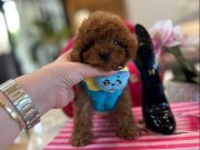 Çikolata Toy Poodle Yavrusu