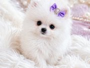 Teacup Ayı Surat Pomerian Bebeklerimiz