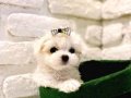 Teacup Kore Maltese Terrier