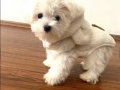 Teacup Kore Maltese Terrier