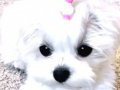 Teacup Kore Maltese Terrier