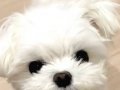 Teacup Kore Maltese Terrier