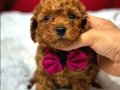 Kızıl Kürk Dokulu Kore Teacup Poodle Yavruları