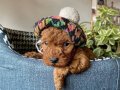 Kızıl Kürk Dokulu Kore Teacup Poodle Yavruları