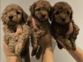 Kızıl Kürk Dokulu Kore Teacup Poodle Yavruları