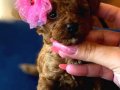 Kızıl Kürk Dokulu Kore Teacup Poodle Yavruları