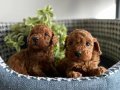 Kızıl Kürk Dokulu Kore Teacup Poodle Yavruları