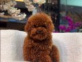 Kızıl Kürk Dokulu Kore Teacup Poodle Yavruları