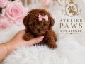  Çikolata Toy Poodle Yavrusu